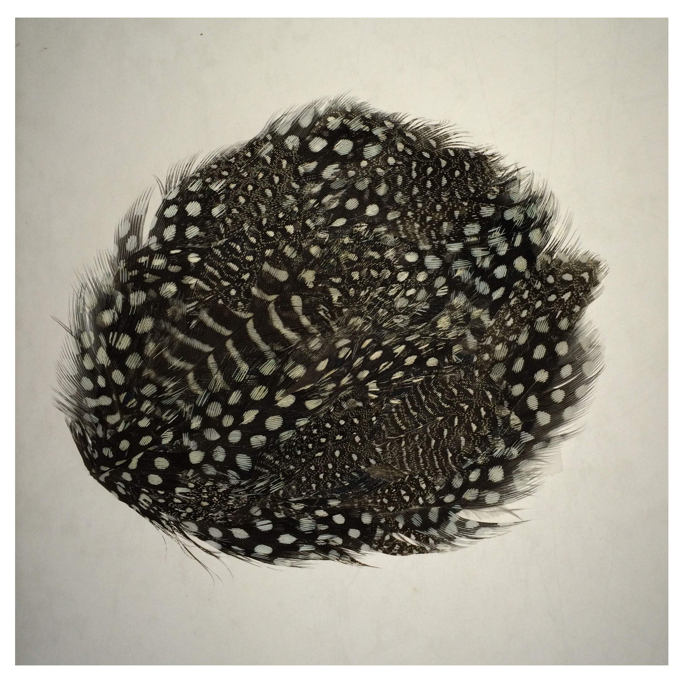 Hat Feathers